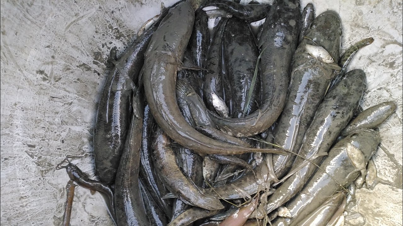 Snakehead fish caught in rice field!!