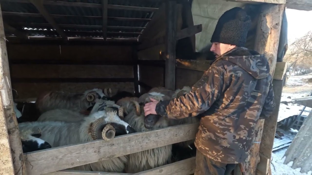Ferma de Oi  si Berbeci Brezi a Baciului Mihai Boboc.2025 A Fost Un An Bun -Munca Multa și Răsplata 