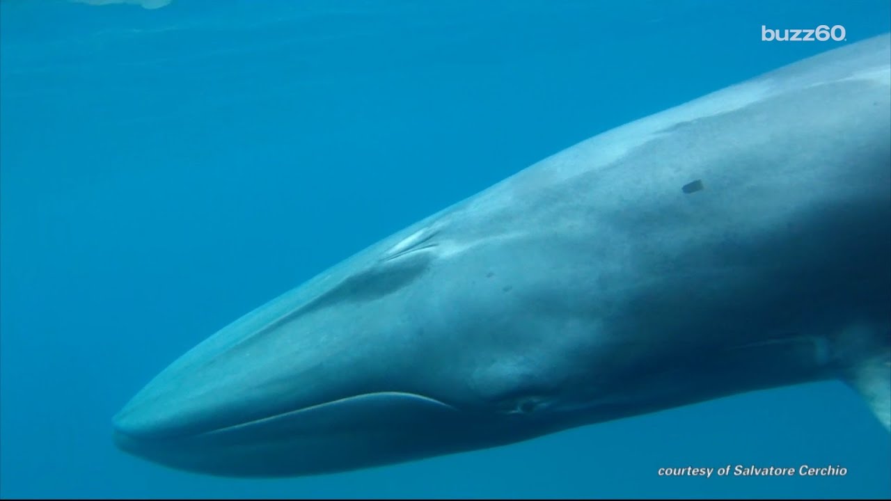 First footage of rare Omura's Whale taken