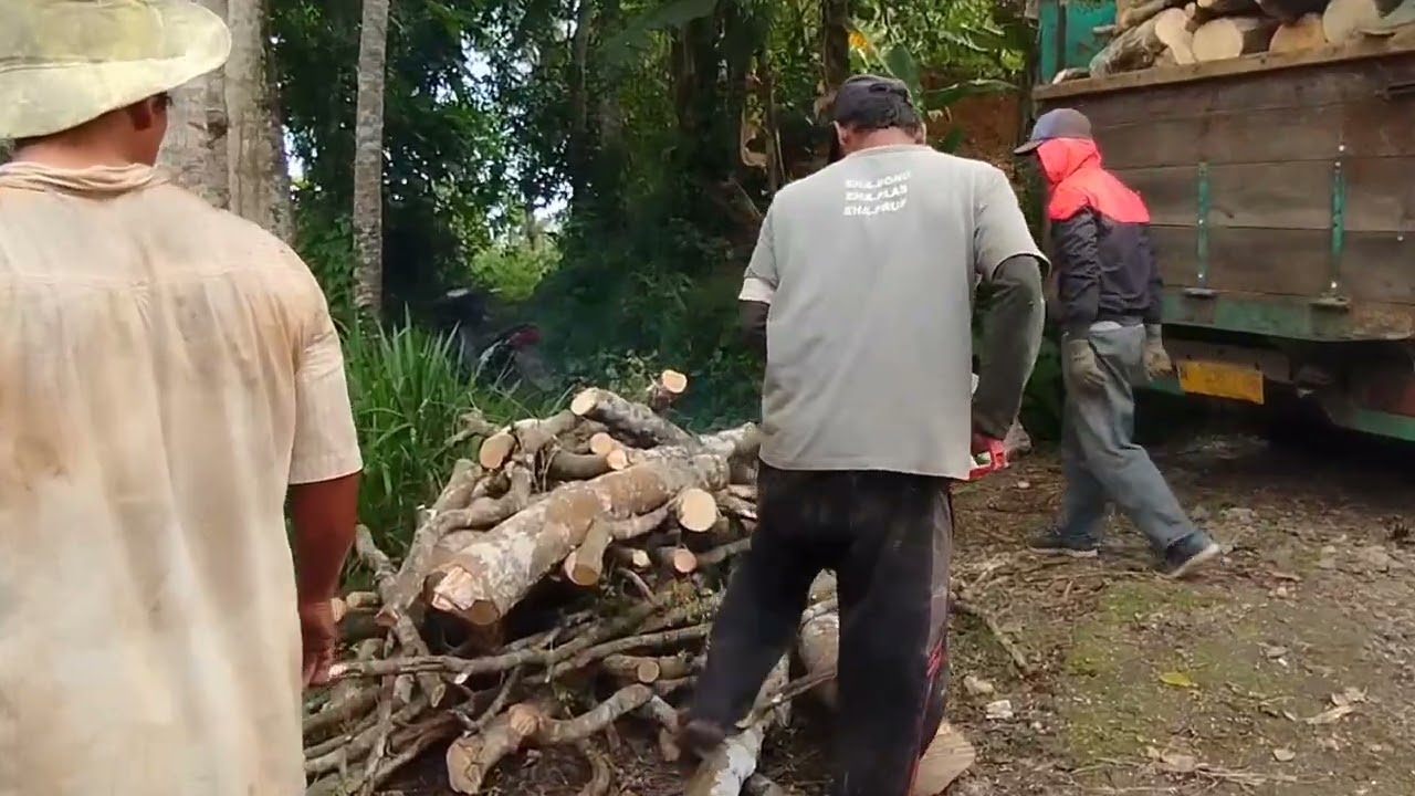 Ngangkut kayu asam gunung mau di buat arang 