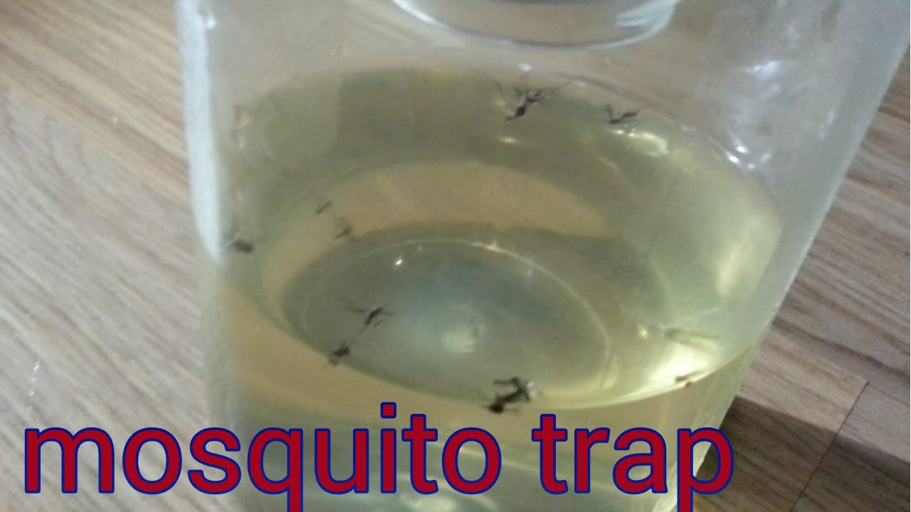 how to make a mosquito trap with a bottle