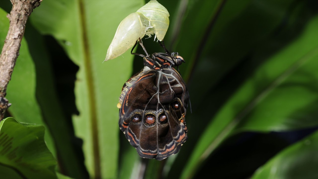 Blue Morpho butterfly emerging from its chrysalis time lapse. Morpho peleides