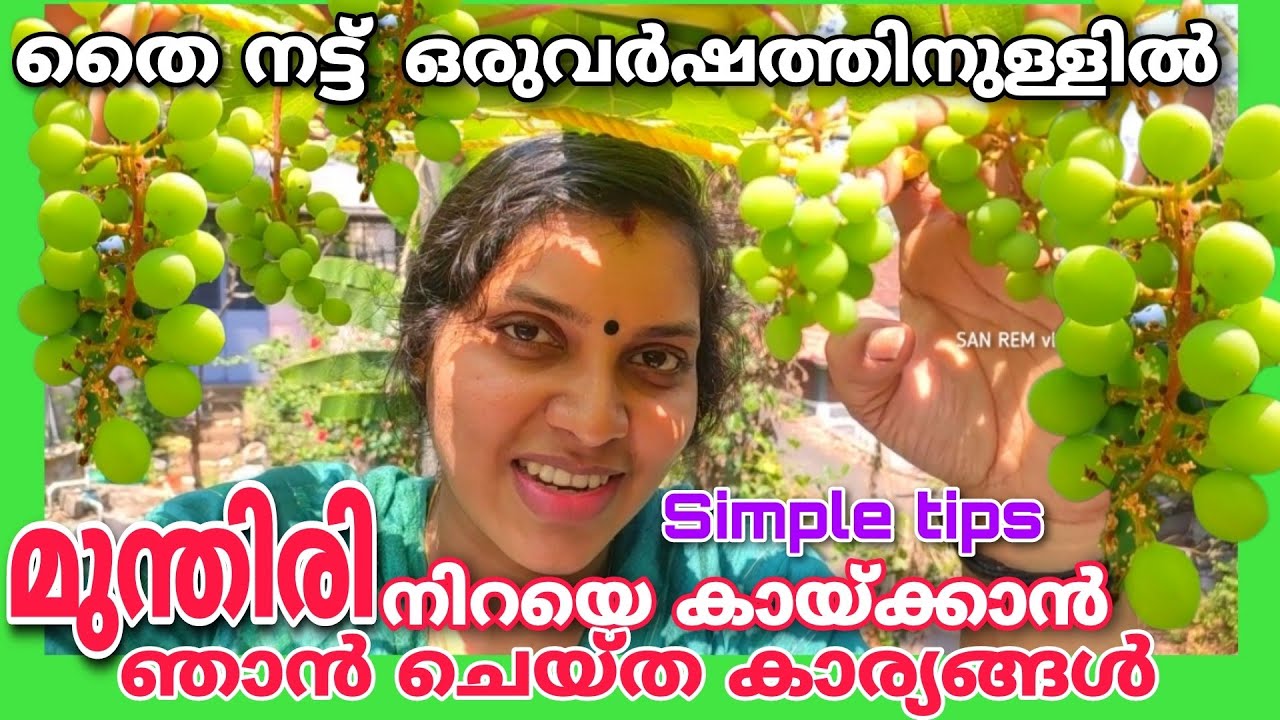 തൈ നട്ട് ഒരുവർഷത്തിനുള്ളിൽ മുന്തിരി നിറയെകായ്ക്കാൻ ഞാൻചെയ്ത കാര്യങ്ങൾ A to Z | Grape farming at home