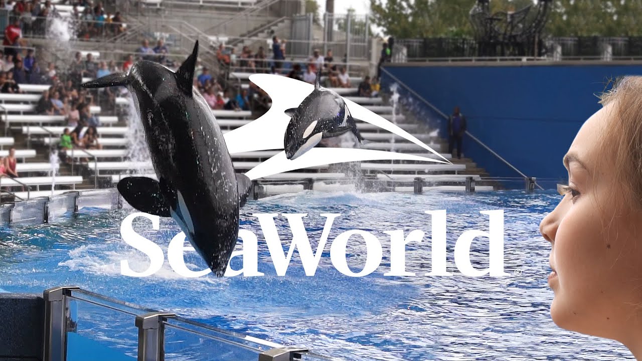 Viagem para a Orlando - Sea World - Cinematic