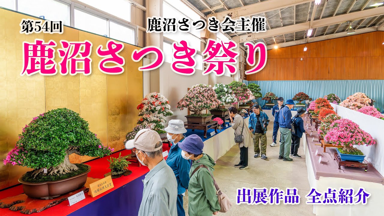 第54回鹿沼さつき祭り さつき大展示会出展作品紹介