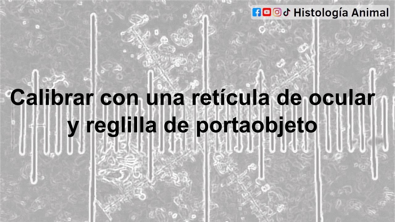 Cómo calibrar una retícula de ocular usando una reglilla de portaobjeto - Curso en Línea 4-021