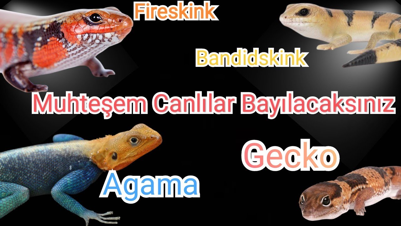 Türkiye'nin Tek Yasal Sürüngen Mağazası PetandZoo.Yasal 4 Harika Tür.