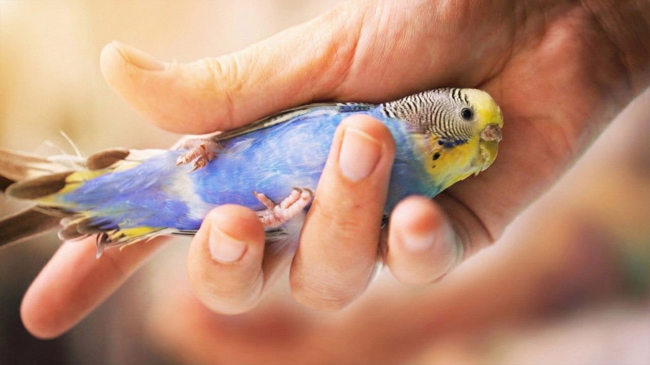 Saving a Broken Budgie: An Emotional Recovery Story