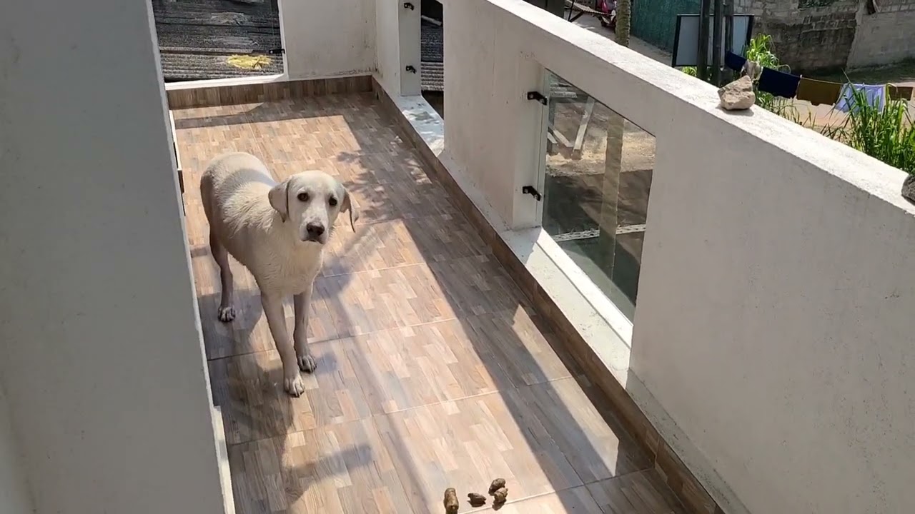 maara's reverse reaction. maara the labrador