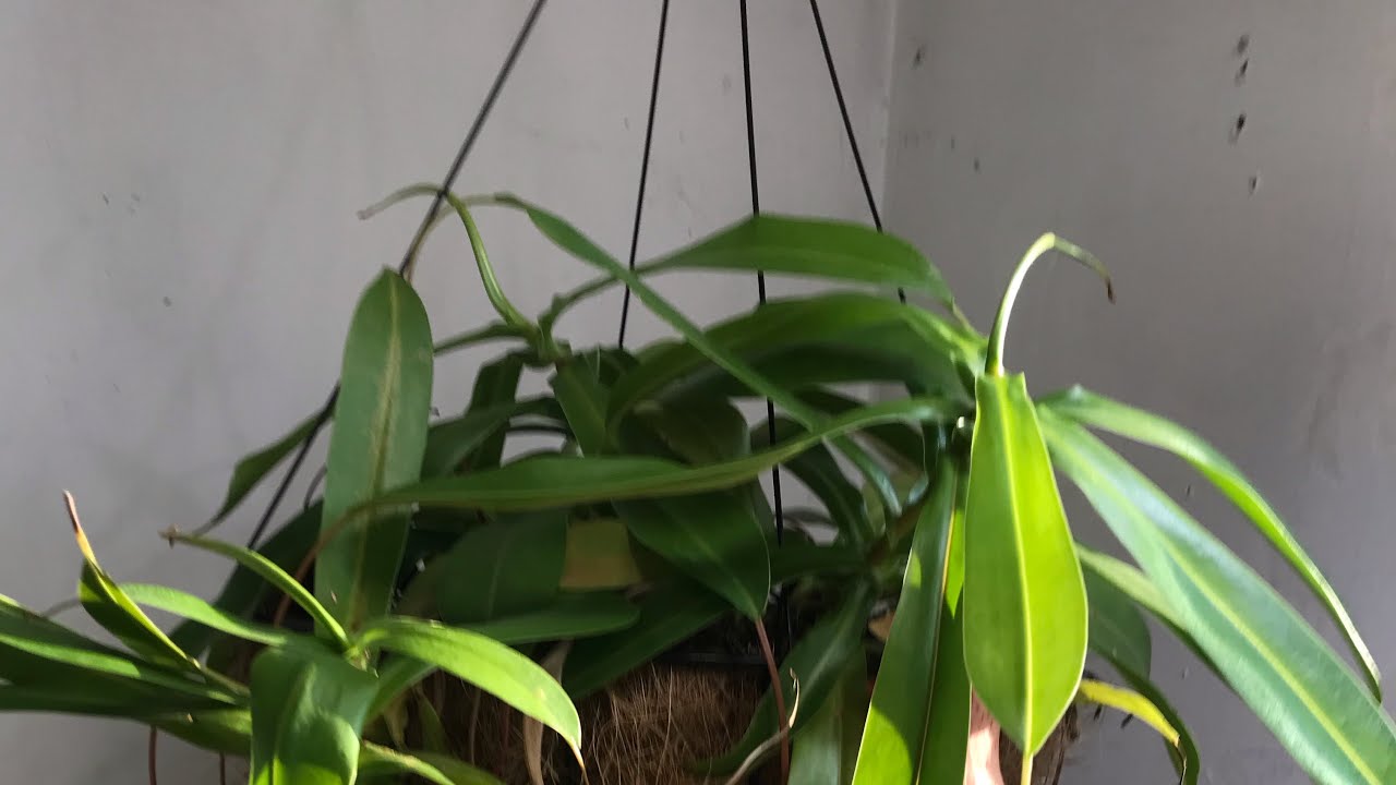 Nepenthes ventricosa