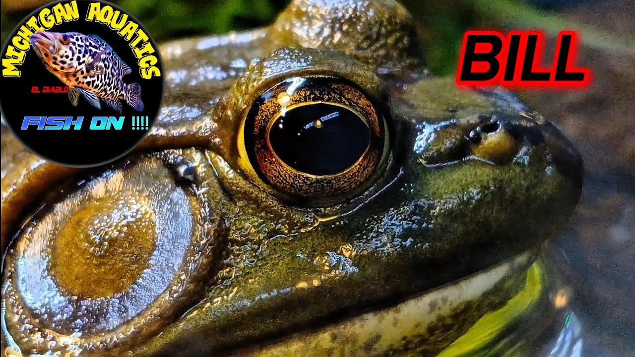 The History Of Bill, The American Bullfrog. And the difficulty of keeping him in an Aquarium 