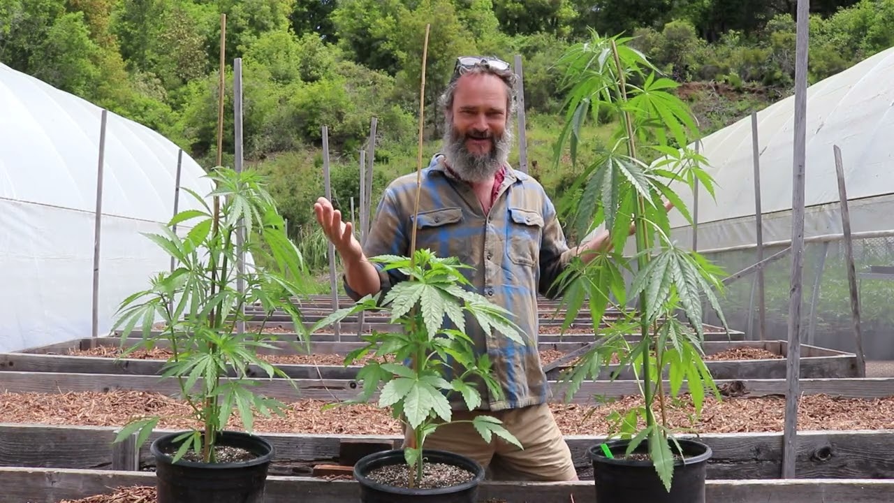 SMALL CRAFT CANNABIS - DIRECT TO CONSUMER SHIPPING LICENSE!