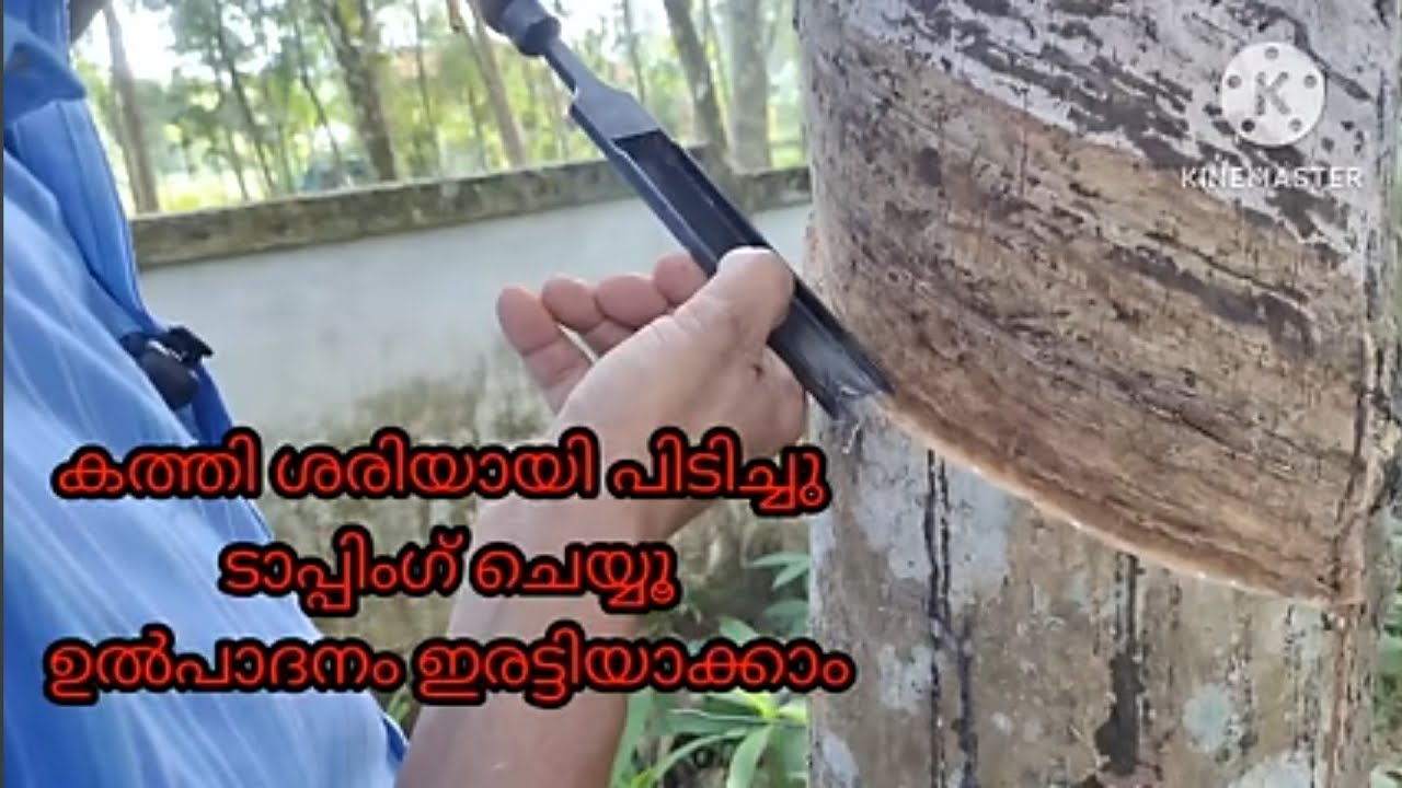 കത്തി ശരിയായി പിടിച്ചു ടാപ്പ് ചെയ്താൽ ഉൽപാദനം ഇരട്ടിയാക്കാം
