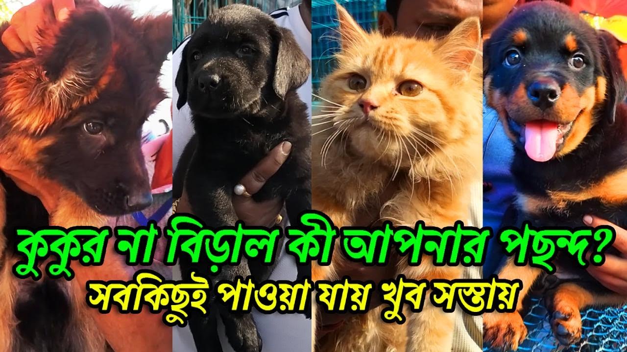 Galiff Street Pet Market Kolkata | dog market in kolkata | Dog Price | Gallif street kolkata | Dogs