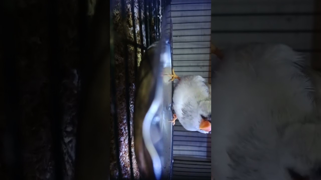 Zebra finch shower, emprit zebra mandi, #shower #birds #zebrafinches #finch #finches