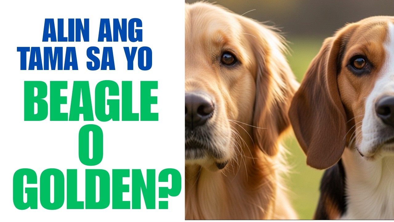 Golden Retriever vs Beagle: Aling Aso ang Perfect sa Pamilya Mo? | Fur Parent Guide