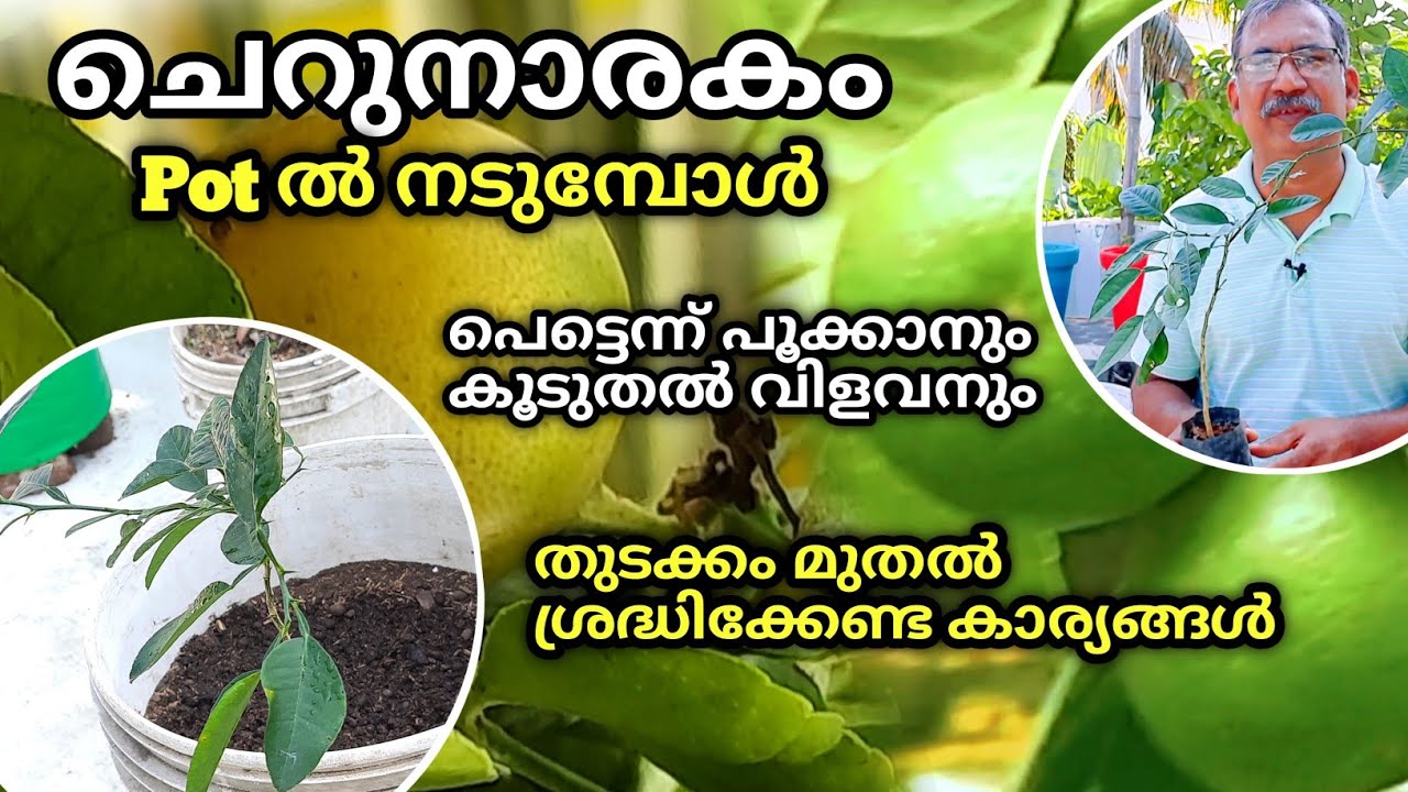 Cherunarakam Krishi | തുടക്കം മുതൽ ഈ 8 കാര്യങ്ങൾ ശ്രദ്ധിച്ചാൽ കൂടുതൽ വിളവ് | How to Grow Lemon