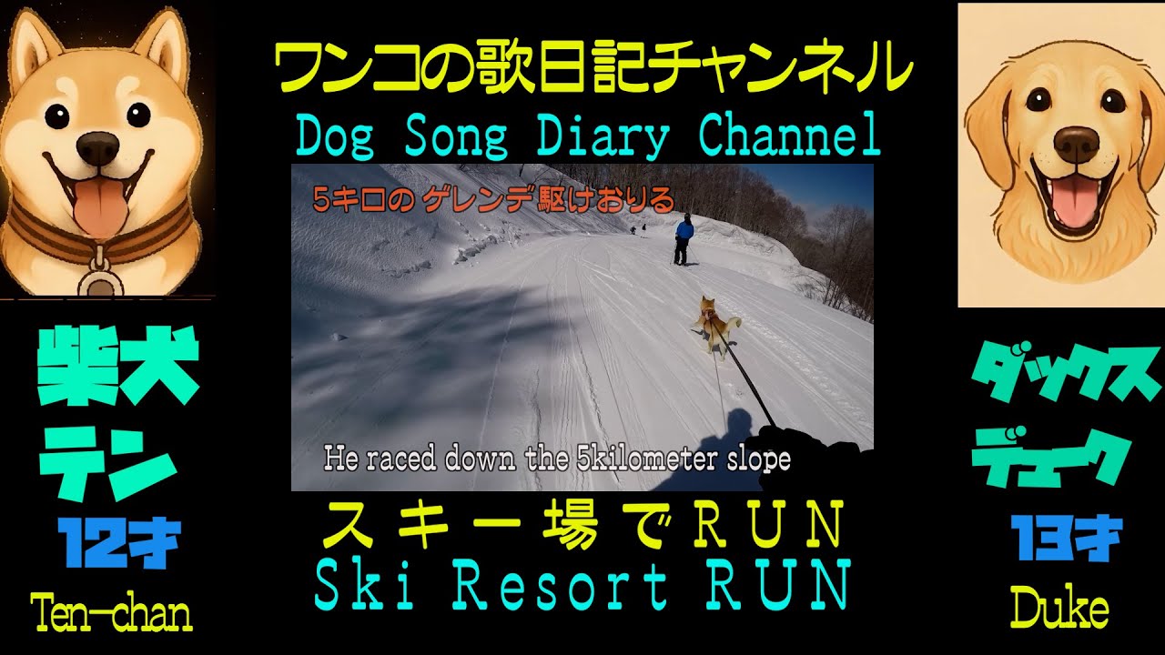 Ten-chan Ski Resort RUN テンちゃんスキー場でRUN   Dog Song Diary Channel ワンコ歌日記