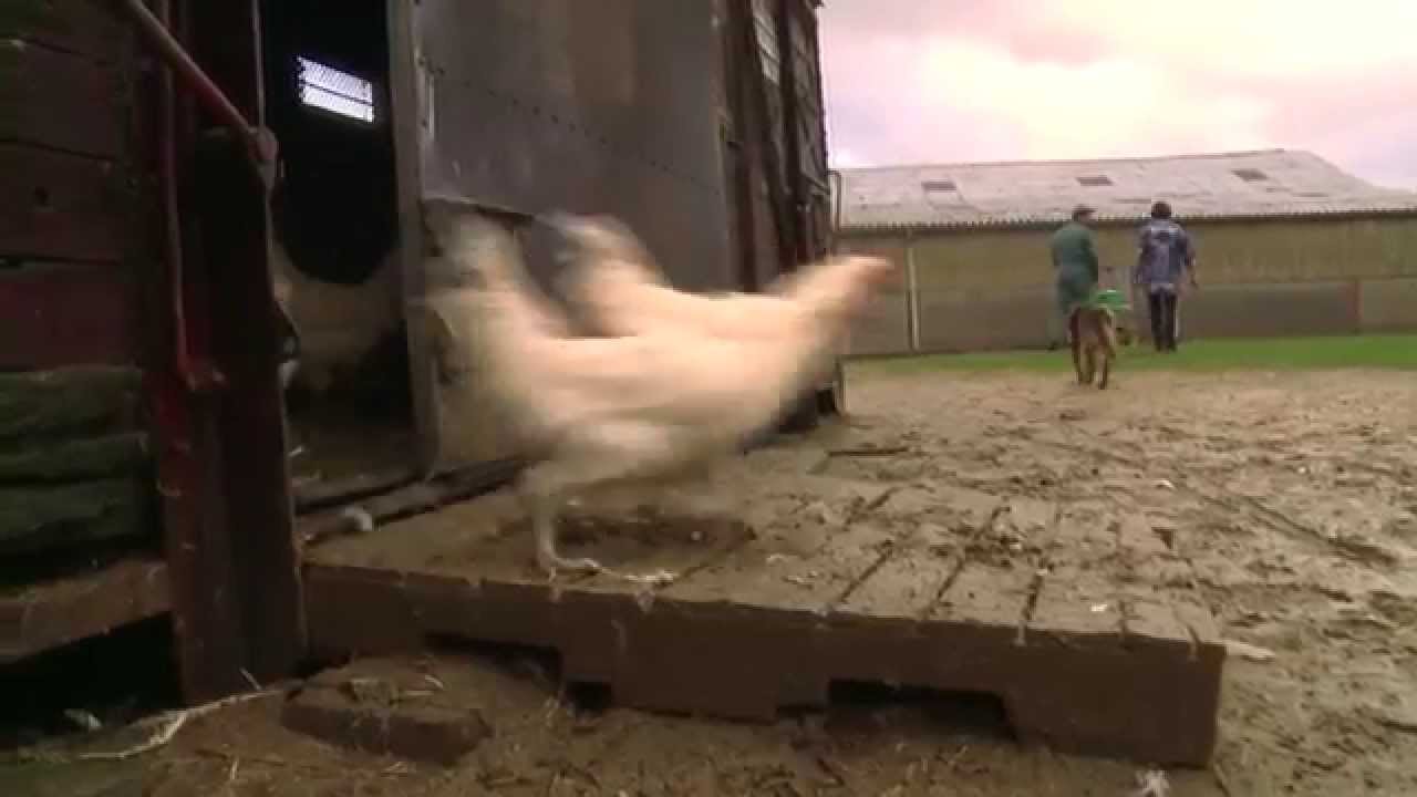 Bourg-en-Bresse, le poulet patriote de Bresse