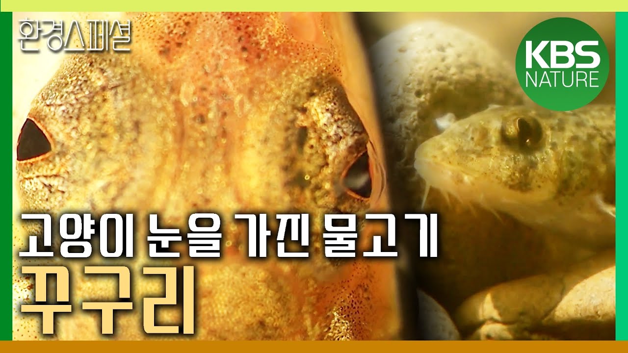 고양이 눈을 가진 토종물고기, 꾸구리 [KBS대전 특별기획 '최초보고,여울 고양이 꾸구리'] / KBS 20110927 방송
