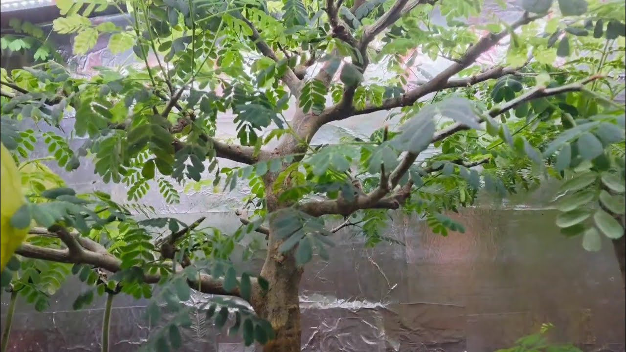 Brazilian Rain Tree Bonsai Journey So Far 