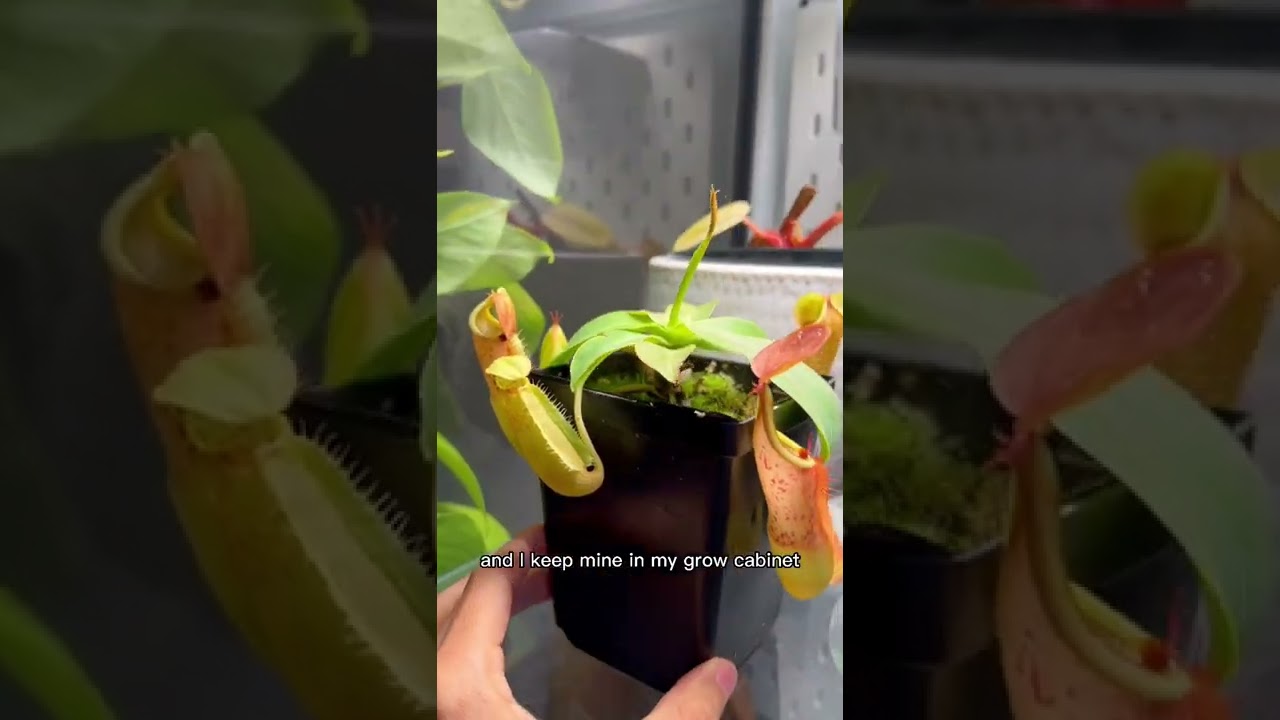 Pitcher plant repot/rescue #pitcherplants #nepenthes #carnivorousplants #plantcare