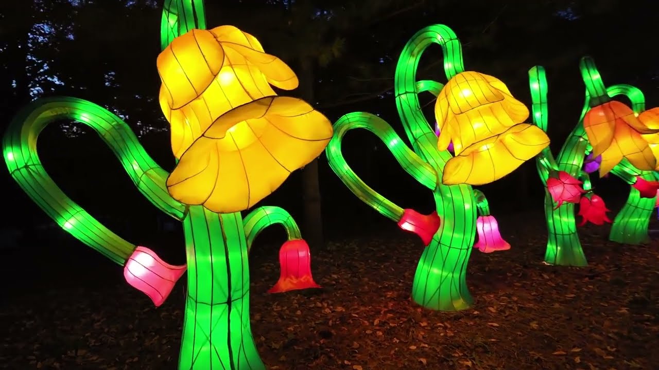 Glow Wild Lantern Festival ,Beardsley Zoo, Bridgeport, CT 10/10/24