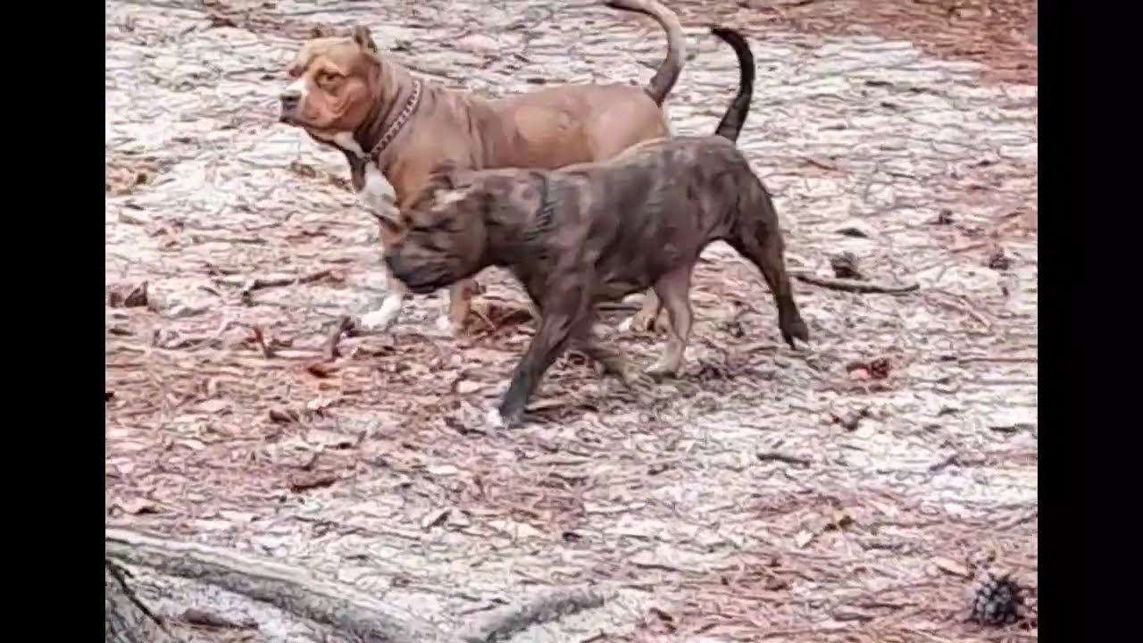 Who's Gonna Tell Them🤦🏾‍♀️ #dbbkamp #abkcamericanbully #puppiesavailable 229-456-4444 