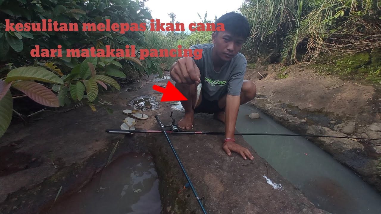 Mancing cana limbata asik banget tarikan ikan cana mantap banget 