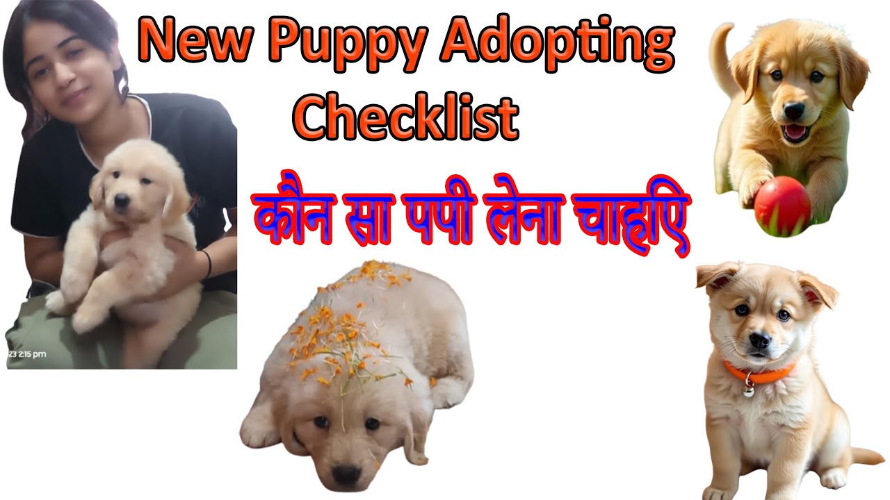 Checklist before purchasing  a Puppy| कौन सा पपी लेना चाहिए| Which Dog Breed should i go for?