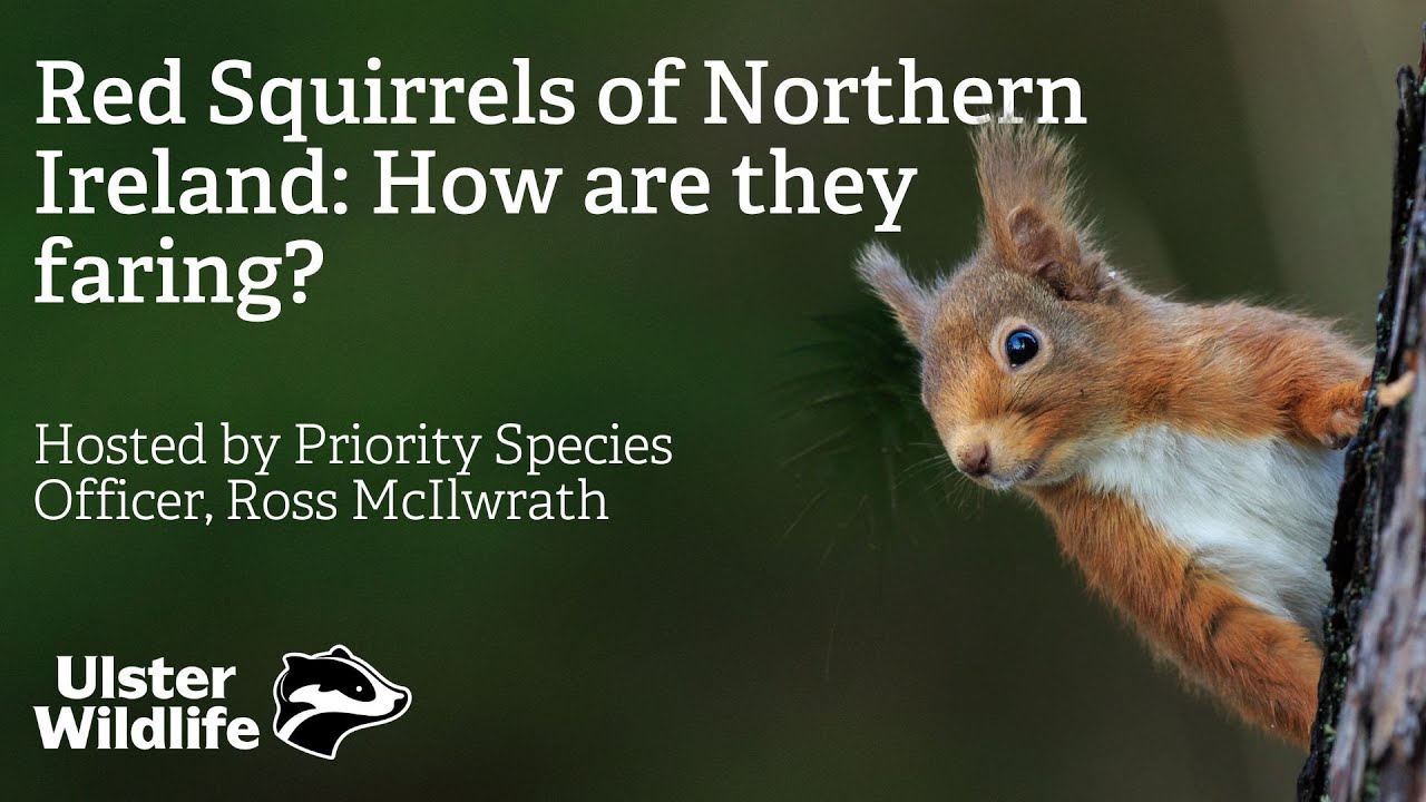 Red Squirrels of Northern Ireland: How are they faring?