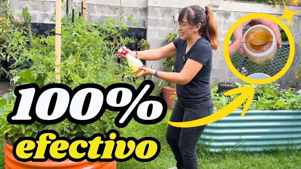 🐜 ❌ 3 Insecticidas CASEROS para plantas I Te enseño a prepararlos