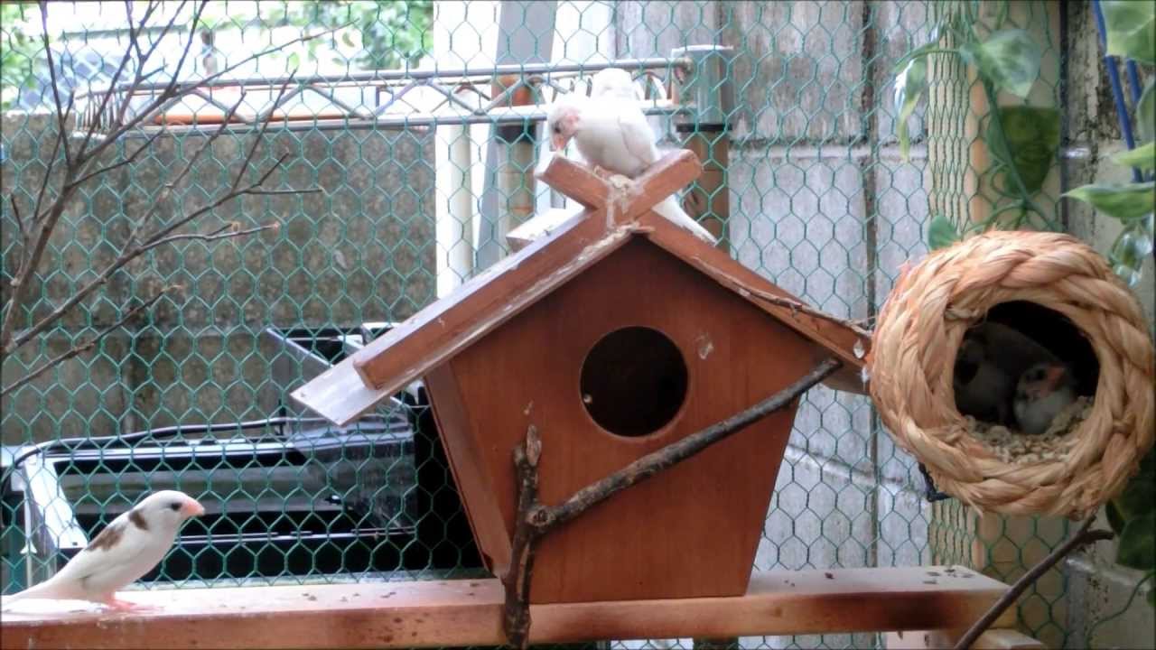 ジュウシマツ飼育日記