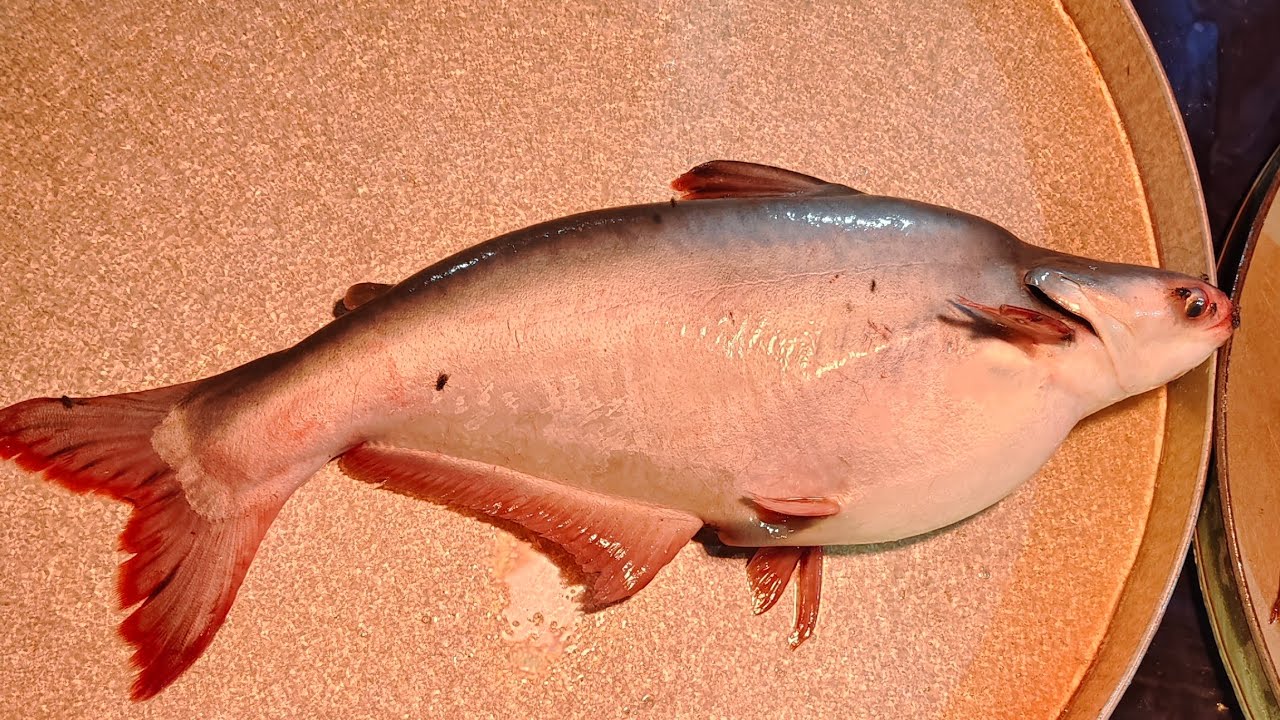 🔴 Live 🔴 Ami Babu Fishing