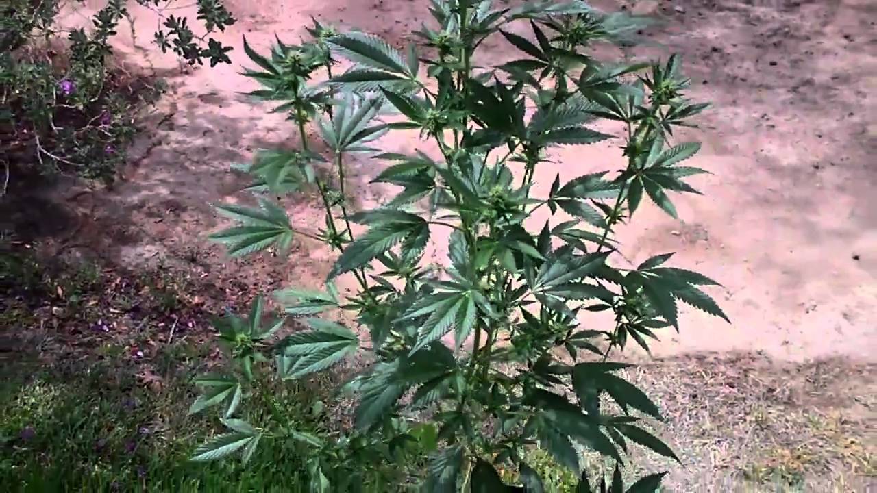 Hells Angel OG