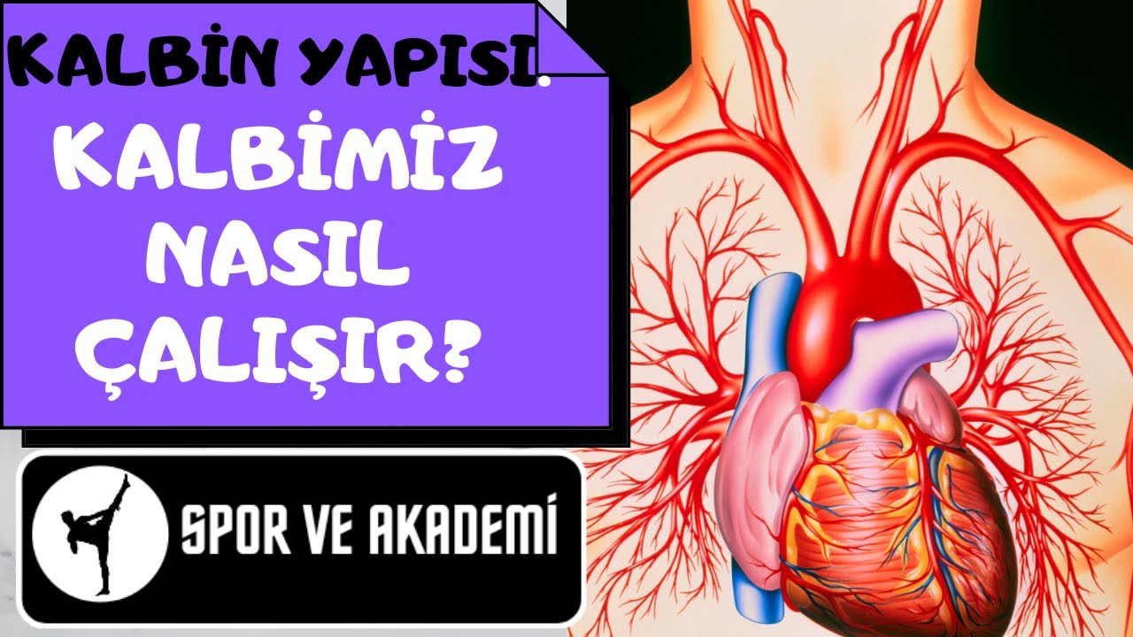 KALBİN YAPISI. KALP NASIL ÇALIŞIR?