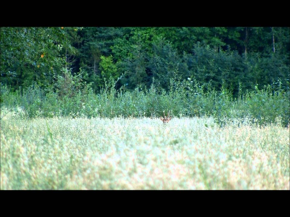 Kauriin pillitys 1 (Locking av Rådjur)