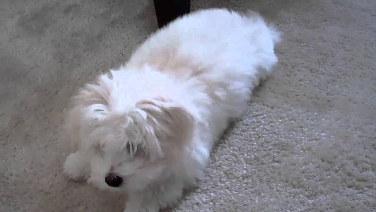 Mozart, the coton de tulear, knows some commands!