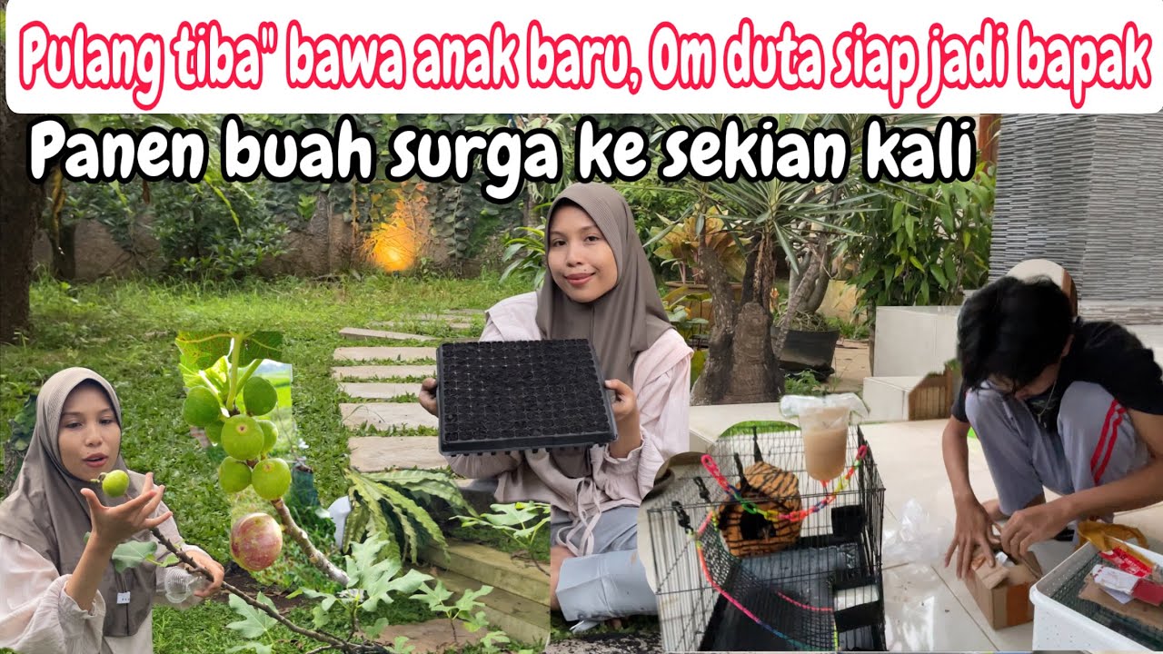 UNBOXING ANAK BARU OM DUTA BIKIN KAGET‼️PANEN BUAH SURGA KESEKIAN KALI DAN BERBUAH LEBAT