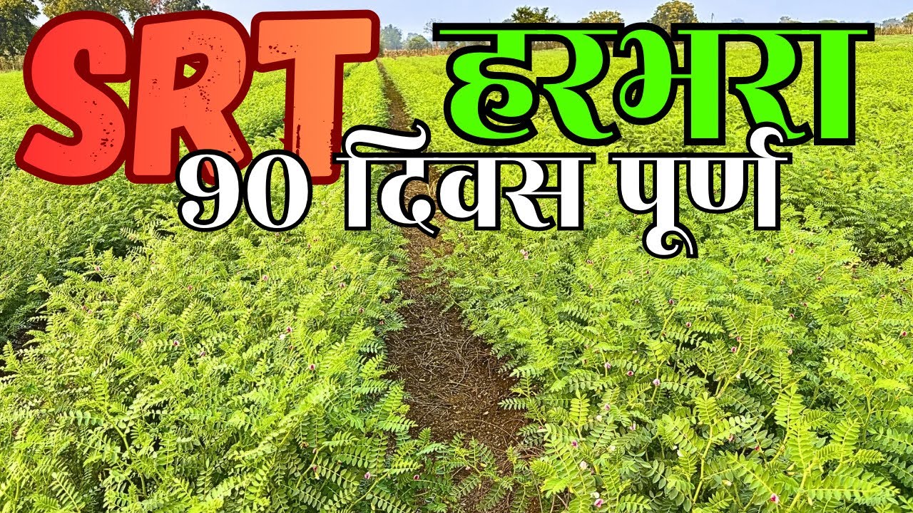 शून्य मशागत SRT हरभरा 3 महीने पूर्ण वाढ व स्थिती | कमी खर्चात जास्त उत्पादन Zero Tillage हरभरा शेती