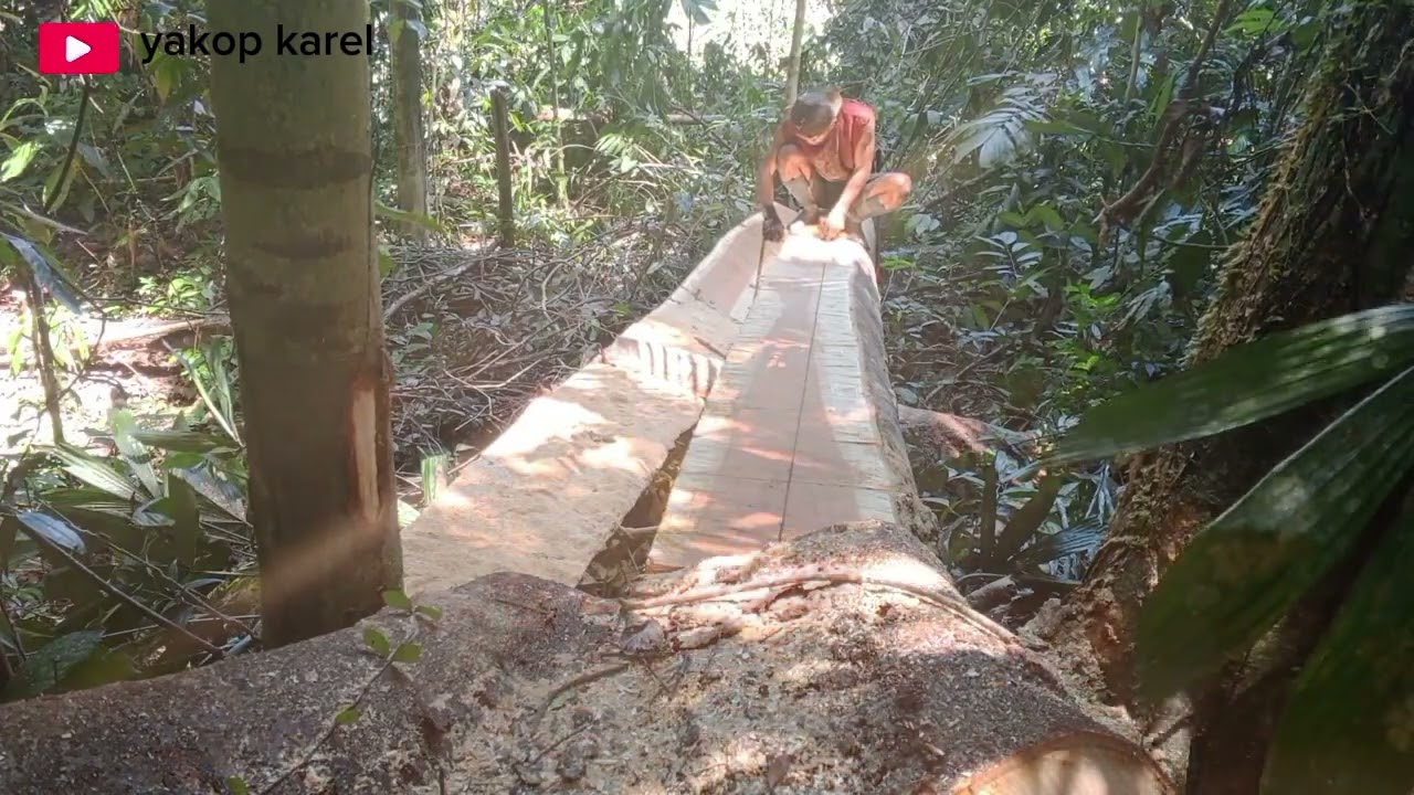 Bela kayu marbau