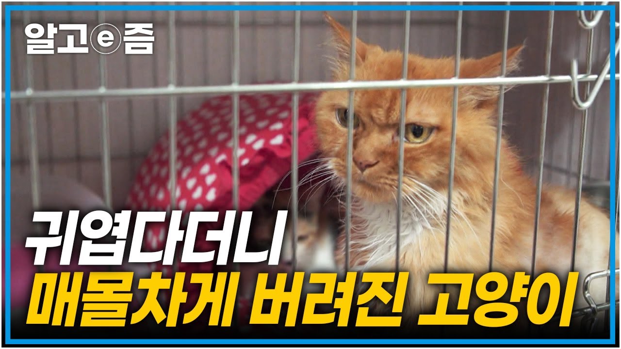 &ldquo;매년 2~3만 마리가 유기묘가 돼요 &rdquo; 모든 걸 줄 것처럼 데려가서는 매몰차게 길거리로 버려지는 고양이들│고양이를 부탁해│알고e즘