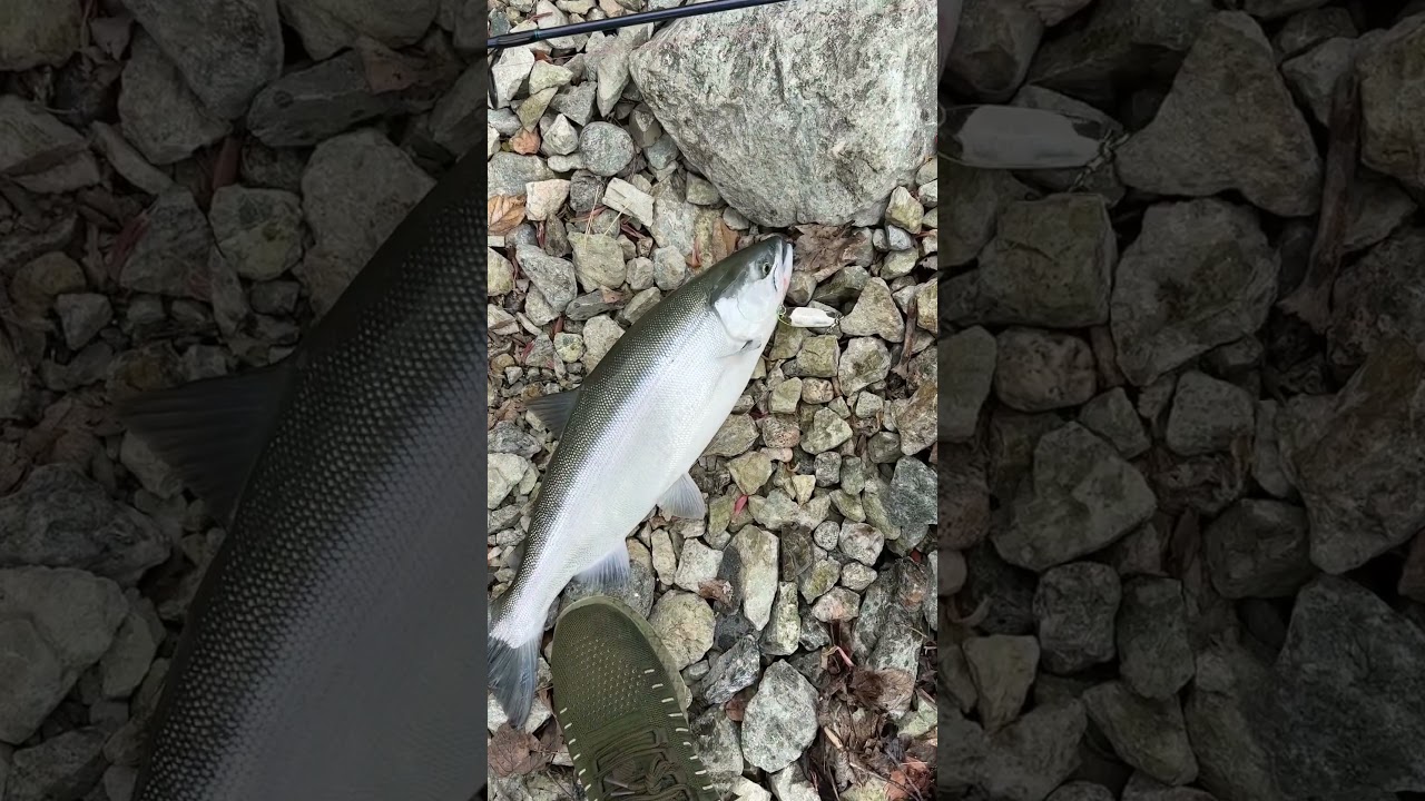 Insane kokanee salmon caught in shore fishing 