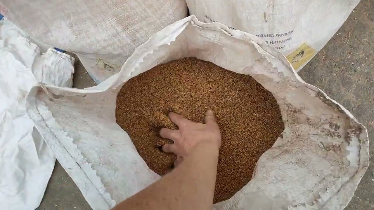 Робота зерноочисної машини см-4 шокує. Вієм гірчицю на продаж