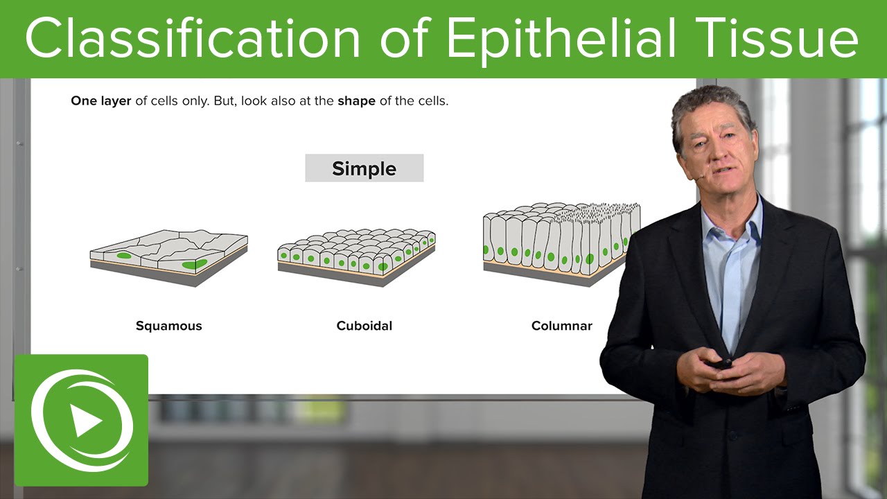 Classification of Epithelial Tissue  &ndash; Histology | Lecturio