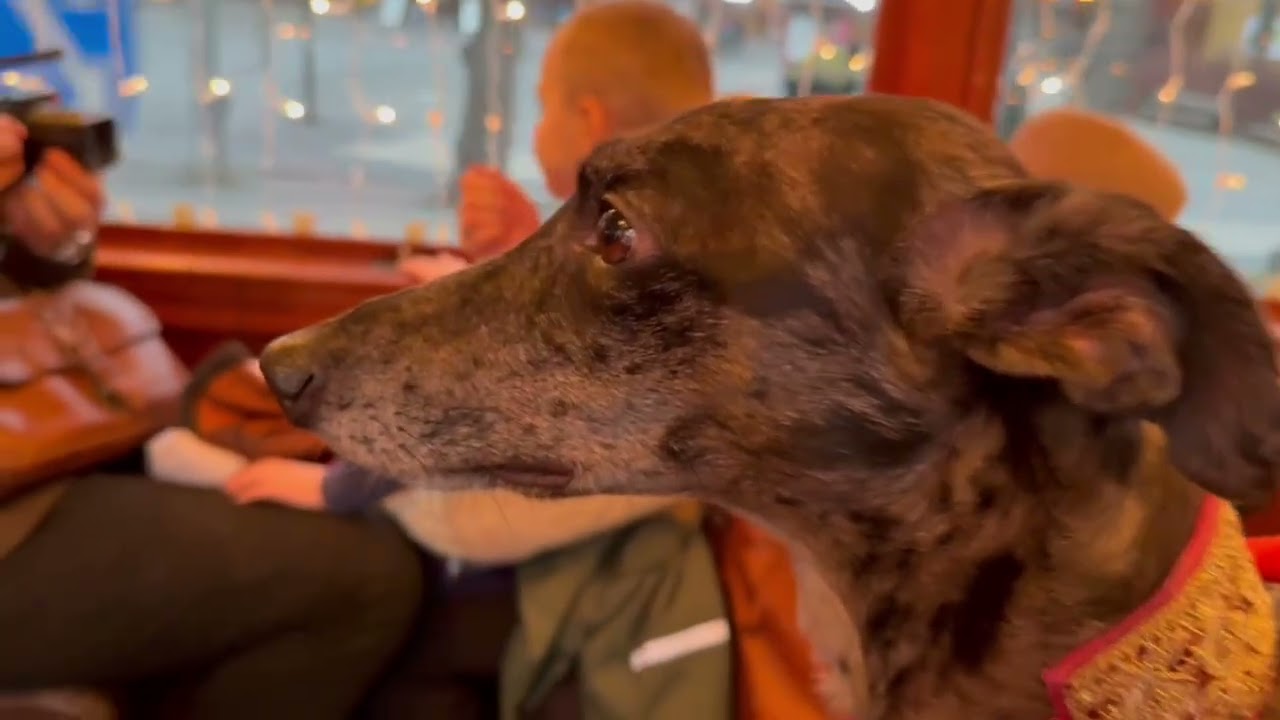 Tomten och Tomtenissen åker Julspårvagnen mellan Norrmalm och Skansen i Stockholm 2025