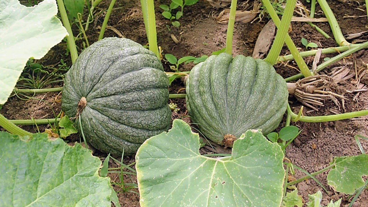 ESSA DICA FAZ SEU PÉ DE ABÓBORA PRODUZIR RAPIDO!!