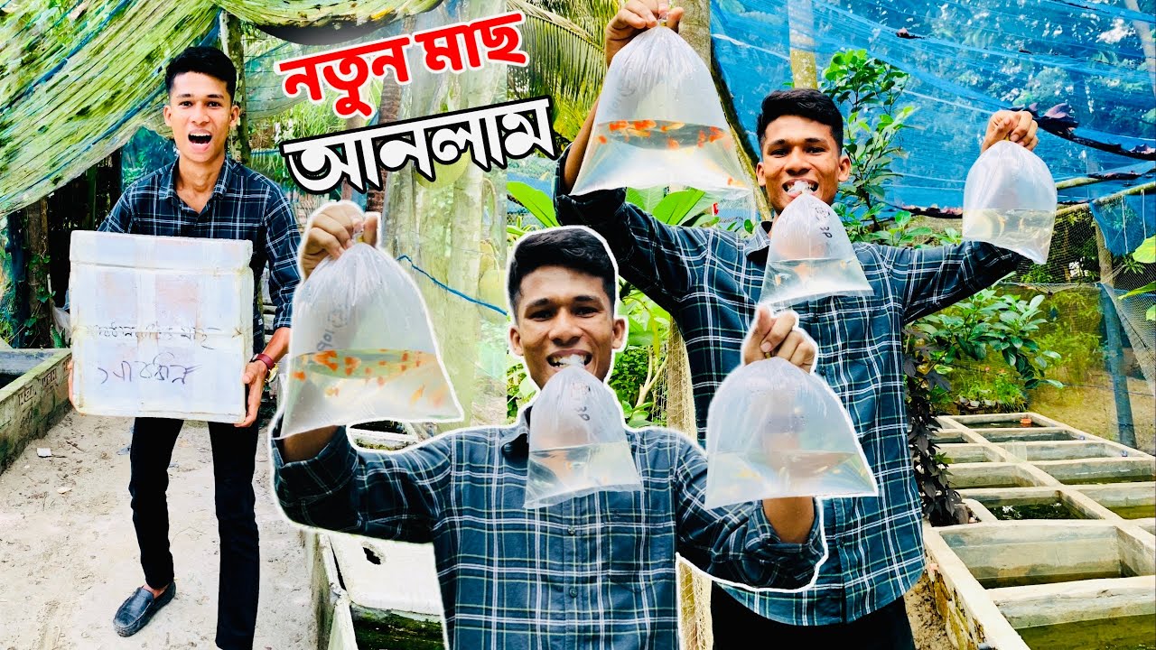 বাসে মাছ আনতে গিয়ে অনেক গুলা মাছ মারা গেছে ||😣😣  #গাপ্পি #gappy 🐠🐠