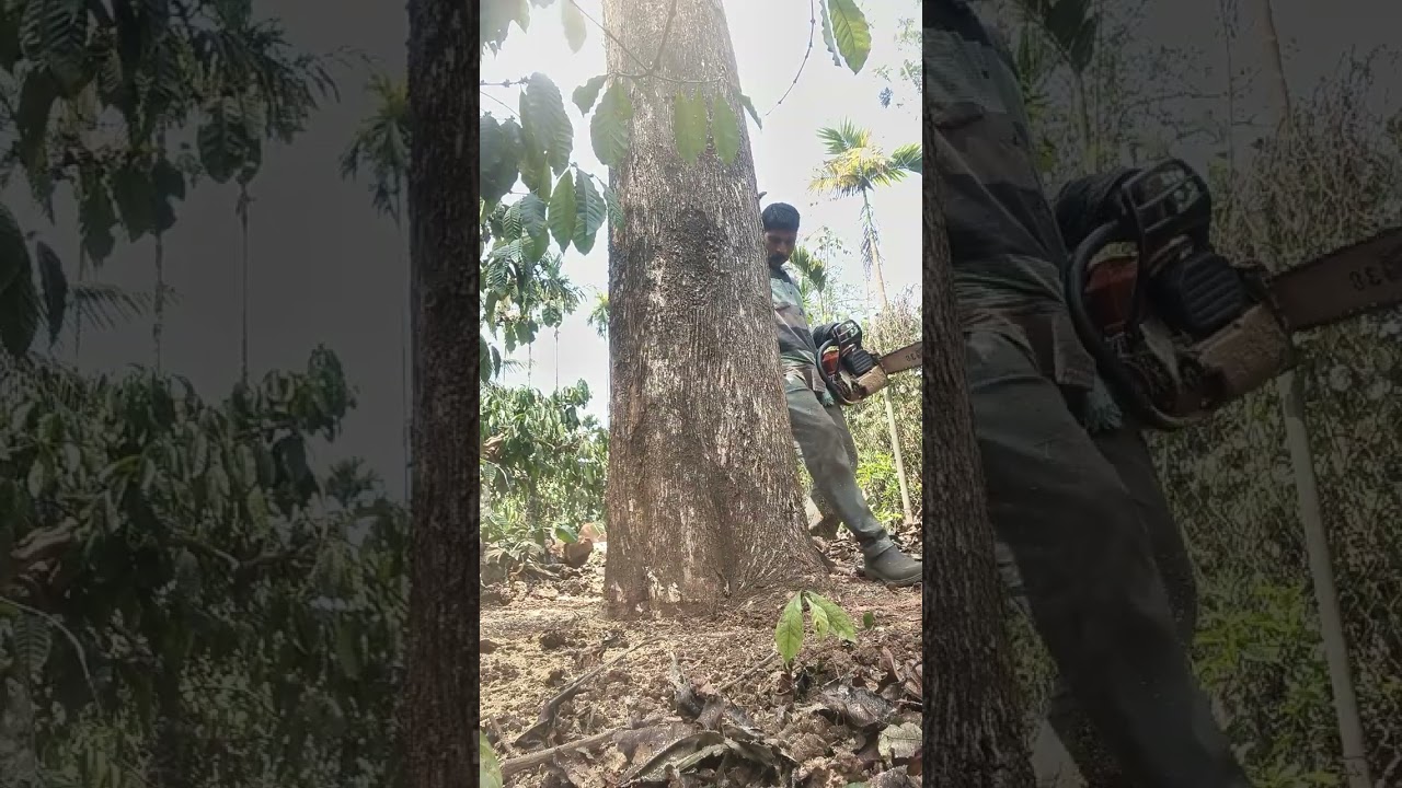 വയനാട് സുൽത്താൻ ബത്തേരി please subscribe and like and share contact number 9947487325