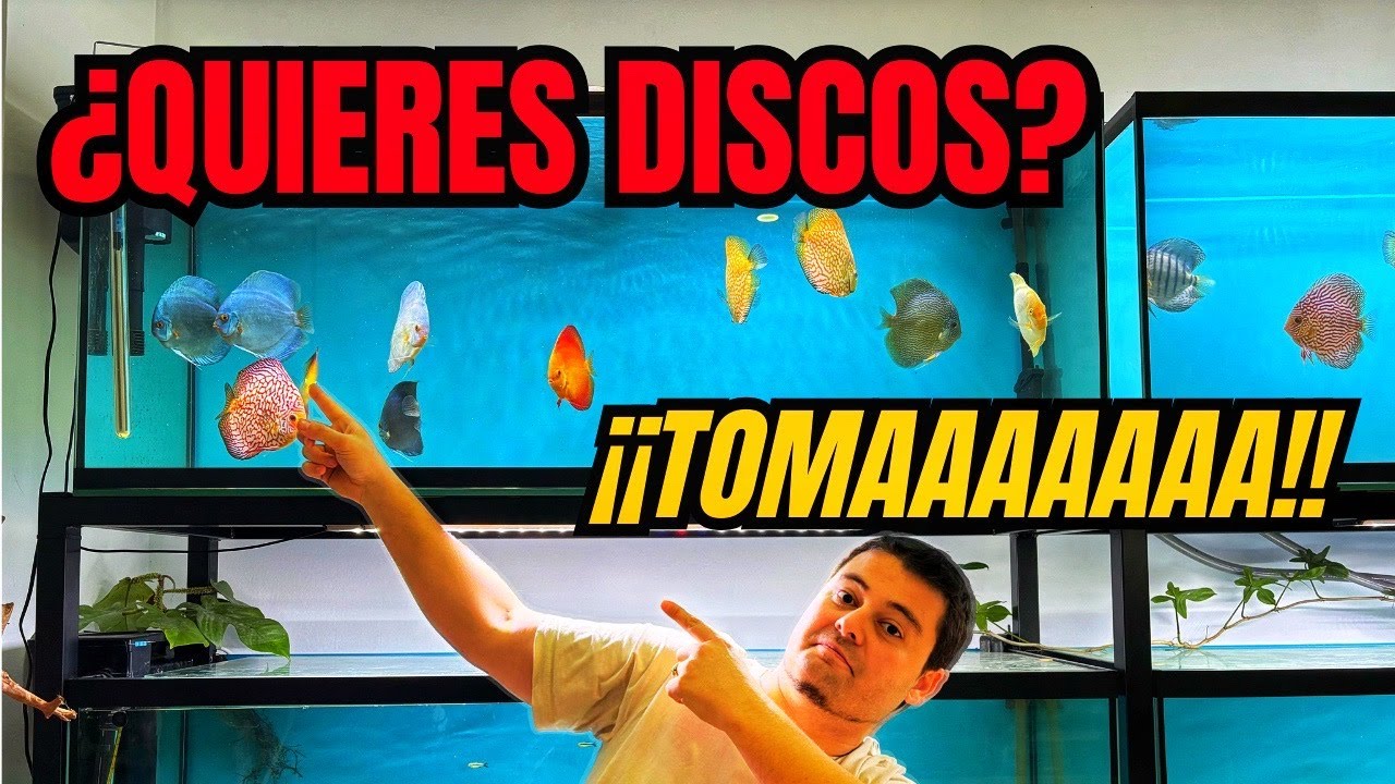 LOS MEJORES PECES DISCO Y RAREZAS en #firemouthaquaristic